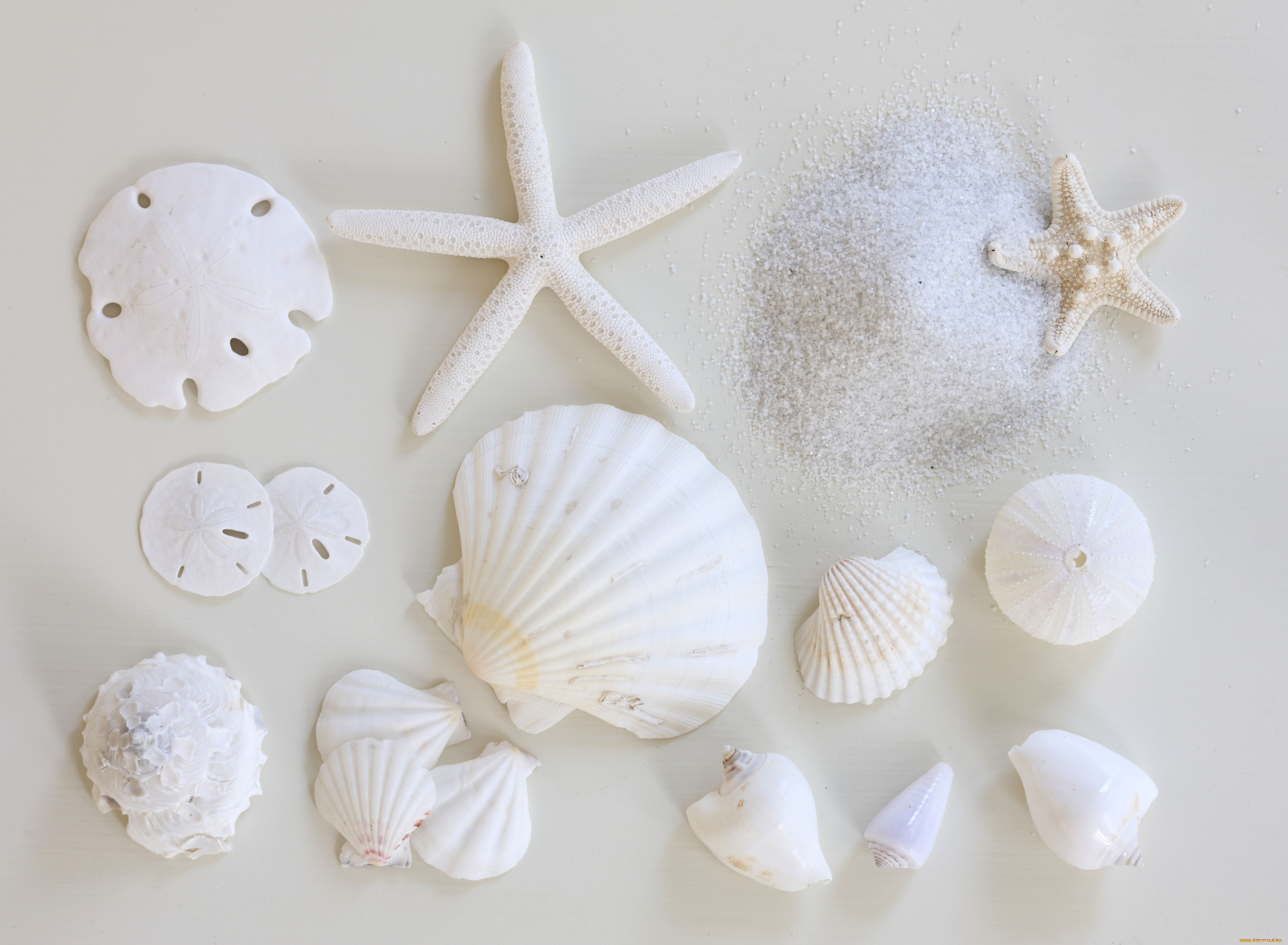 разное, ракушки, кораллы, декоративные, spa, камни, морская, звезда, белый