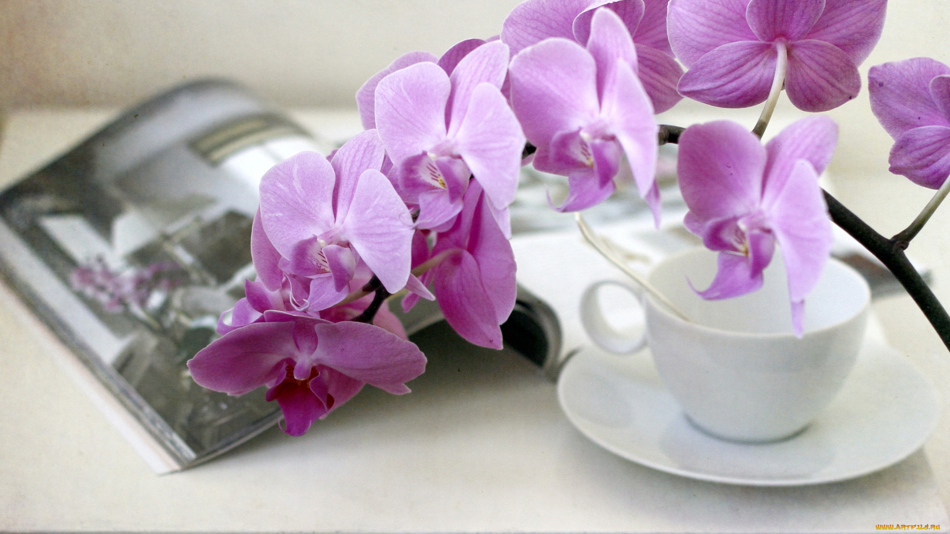 цветы, орхидеи, ветка, чашка, книга