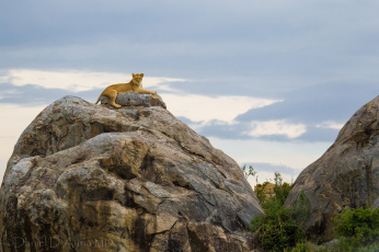 Картинка животные львы львица скала