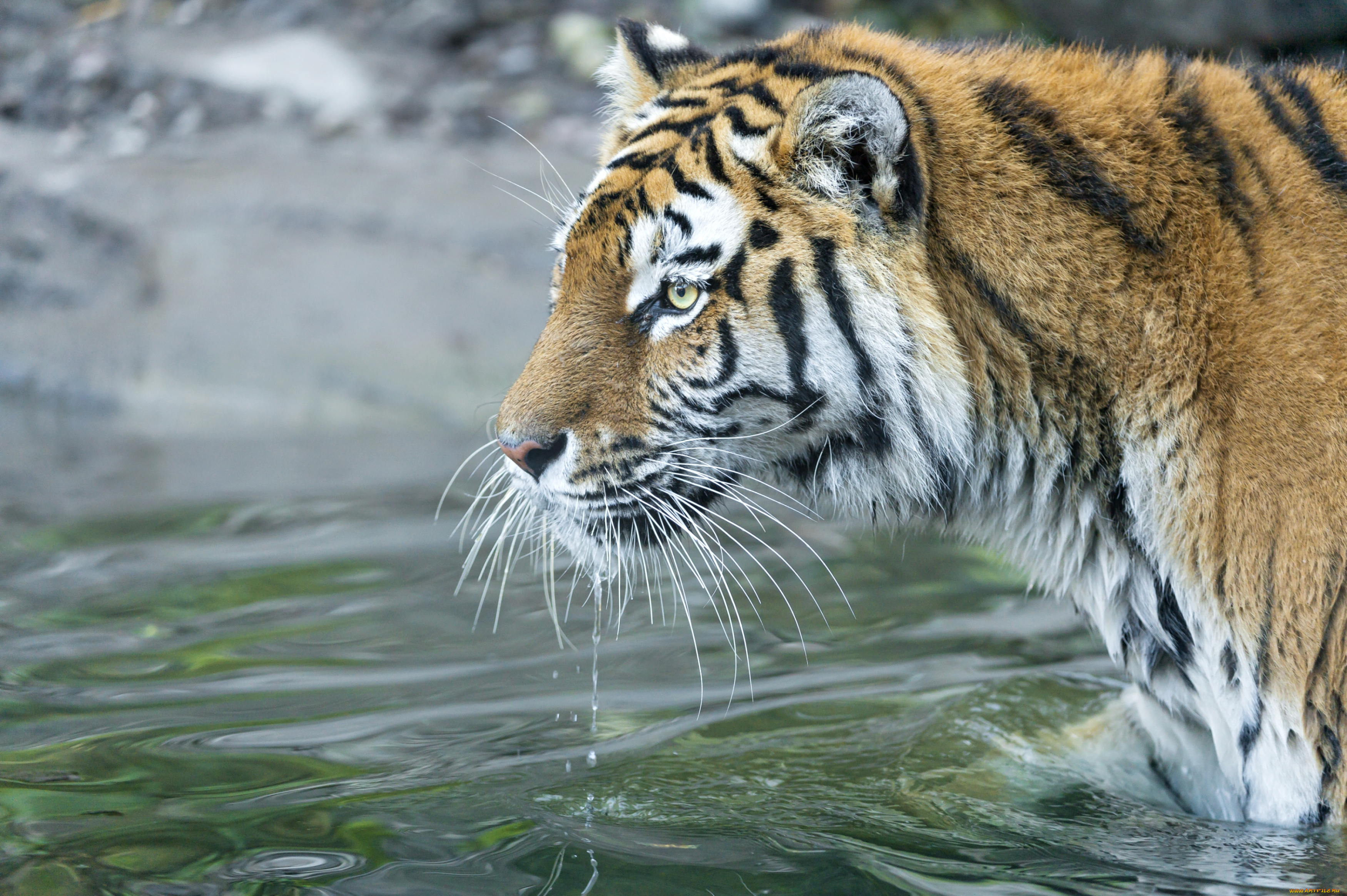 животные, тигры, вода, профиль