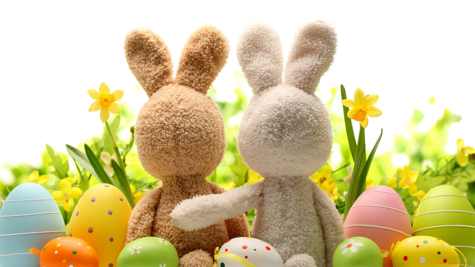 праздничные, пасха, grass, яйца, нарциссы, daffodils, цветы, трава, весна, flowers, eggs, кролик, spring, easter, bunny