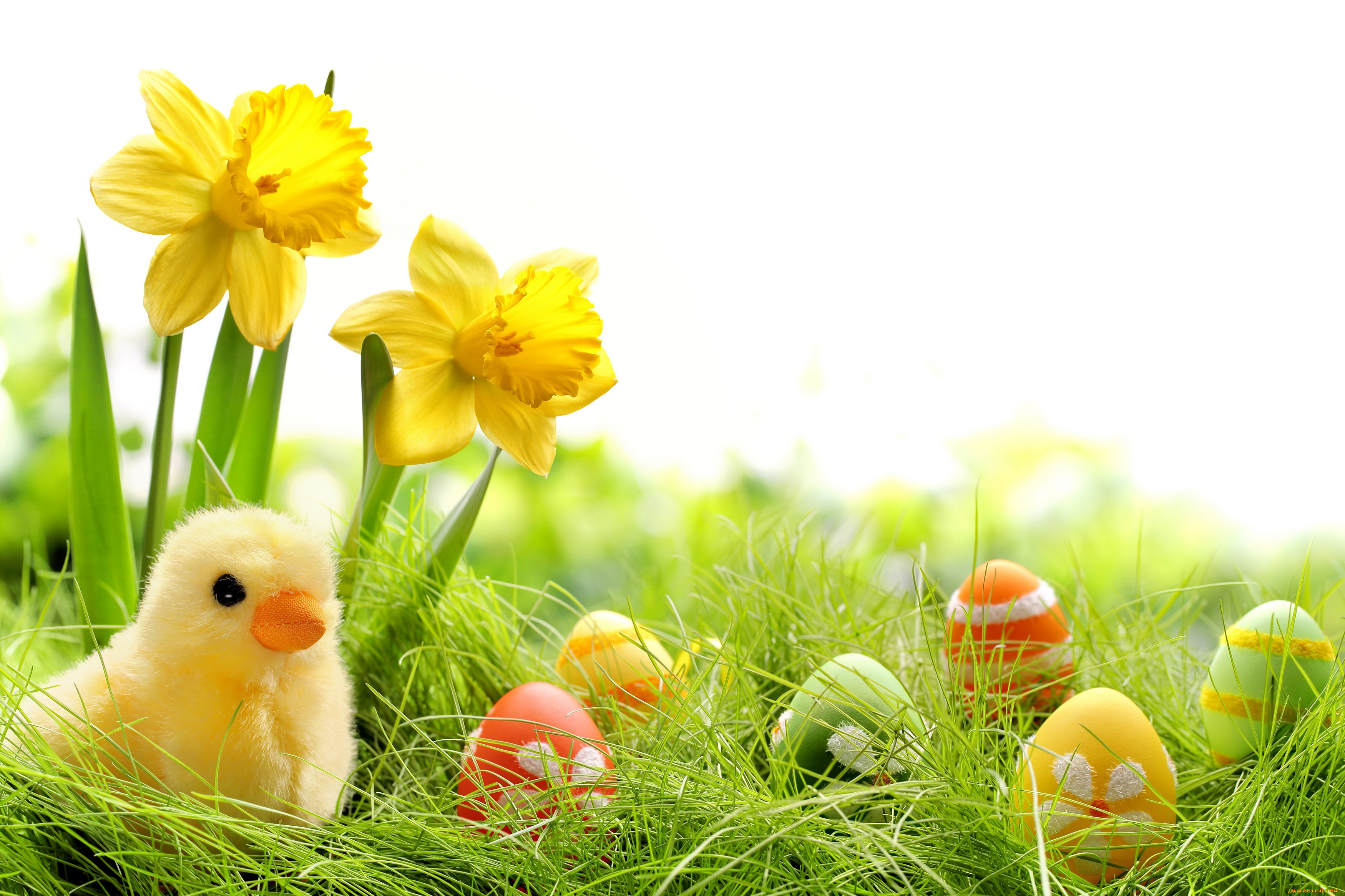 праздничные, пасха, трава, крашеные, нарциссы, spring, яйца, chik, springer, easter, grass, цветы, весна, colorful, daffodils, flowers, eggs