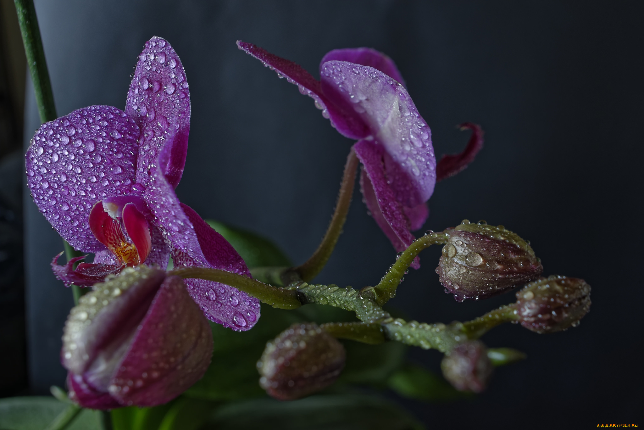 phaleonopsis, цветы, орхидеи, цветок