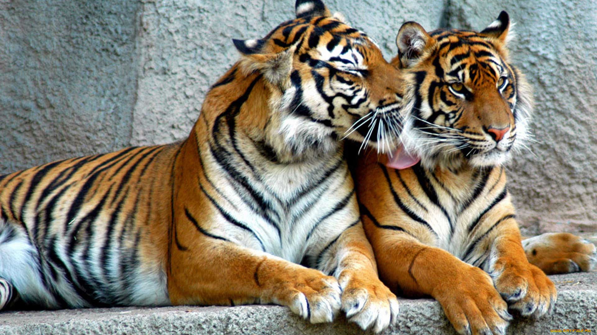 животные, тигры, стена, хищники, пара, рыжие