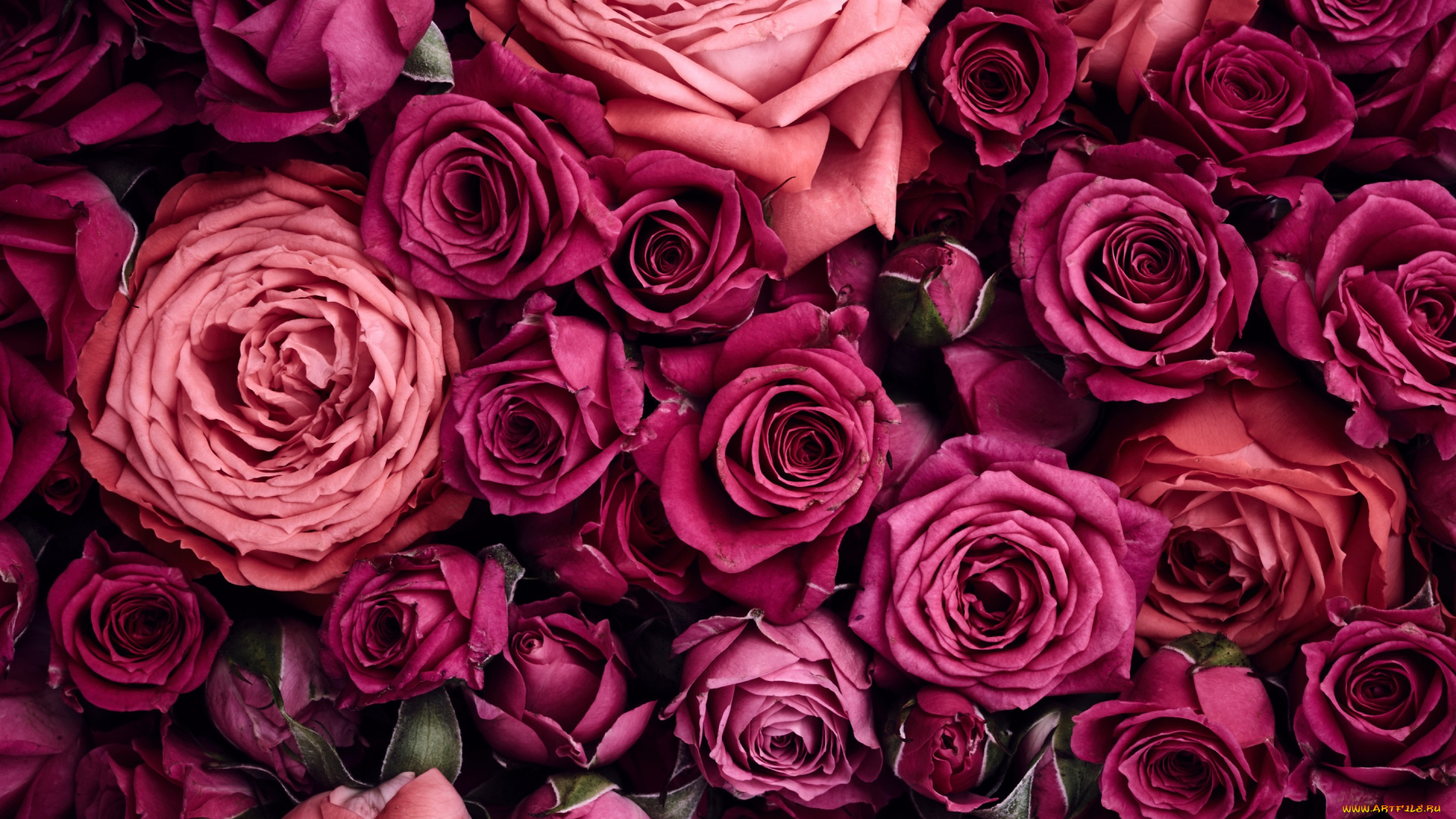 цветы, розы, flowers, фон, pink, roses, розовые, background, beautiful