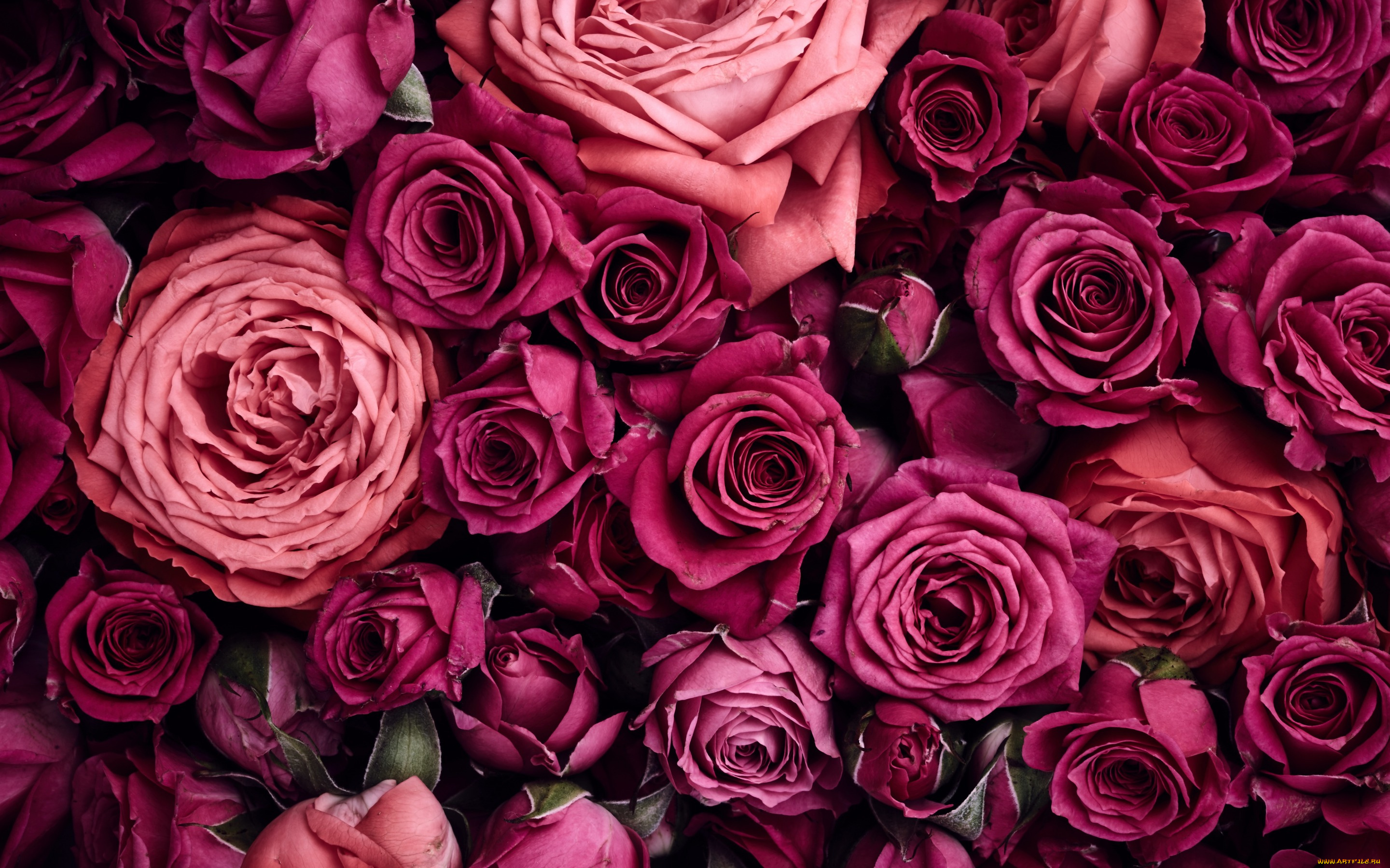 цветы, розы, flowers, фон, pink, roses, розовые, background, beautiful