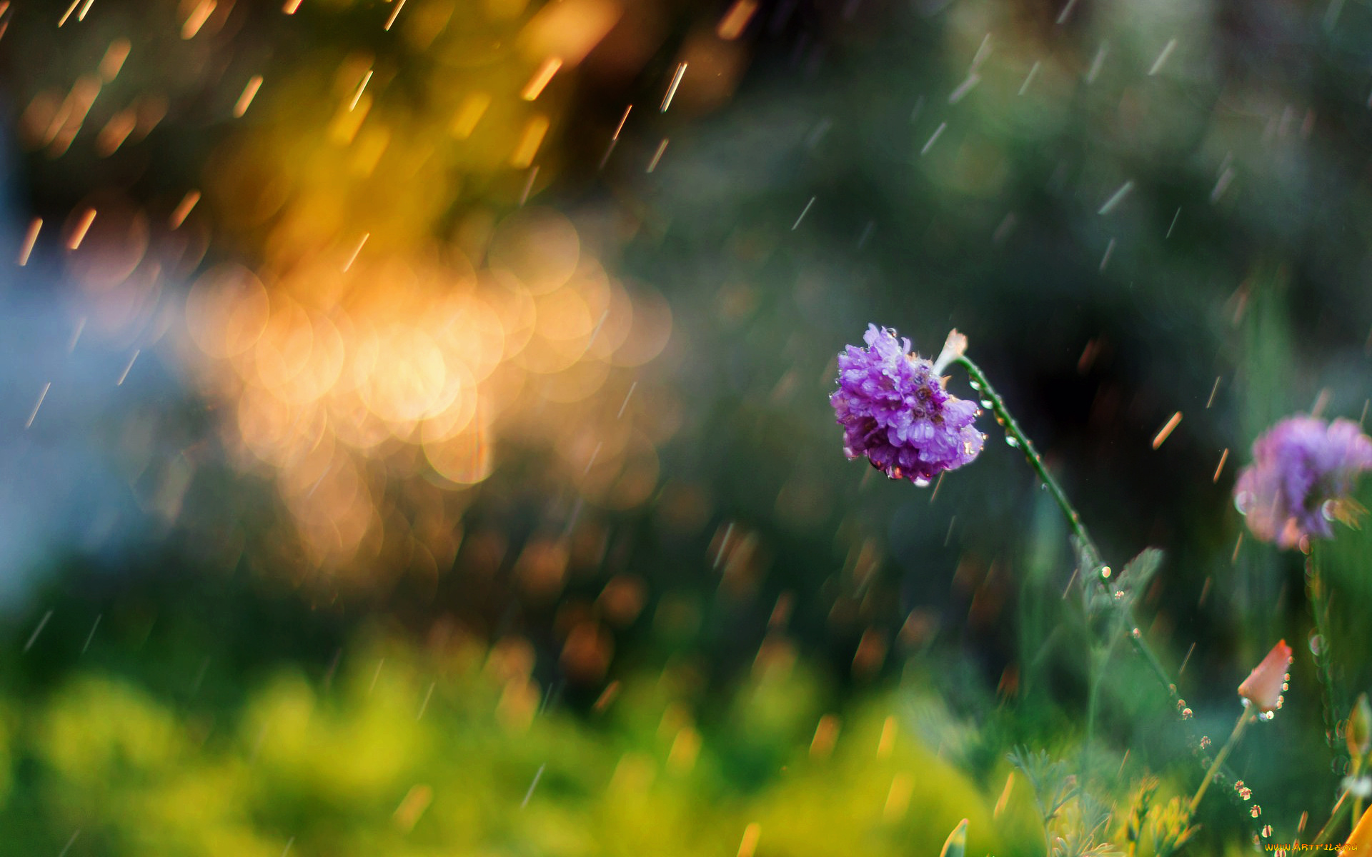 цветы, дождь