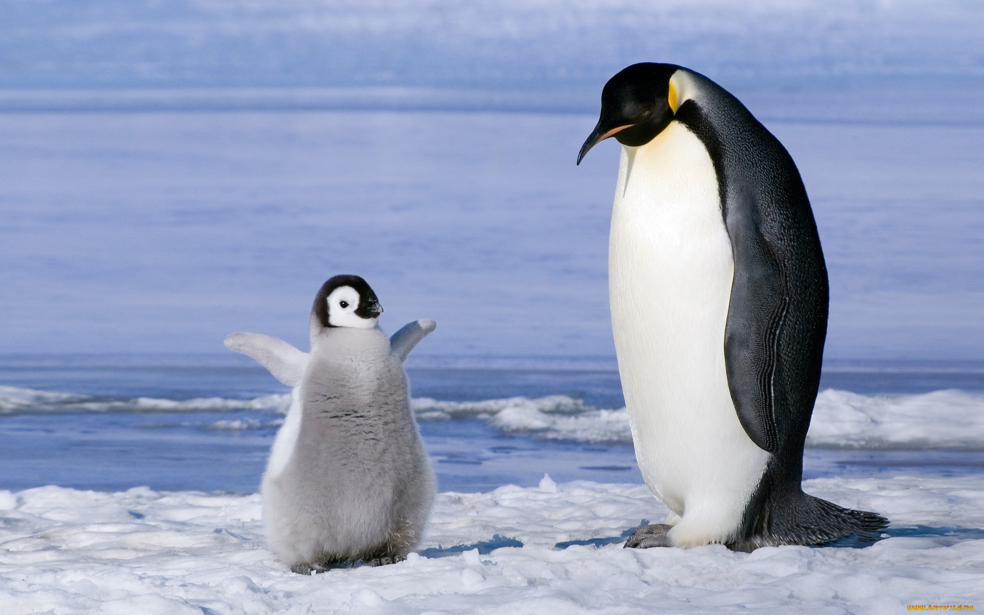 животные, пингвины, лед, вода