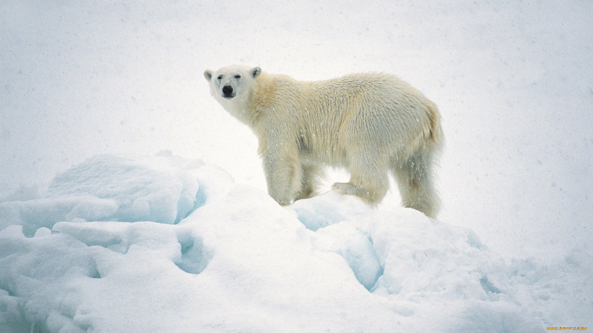 животные, медведи, арктика, polar, bear, белый, медведь