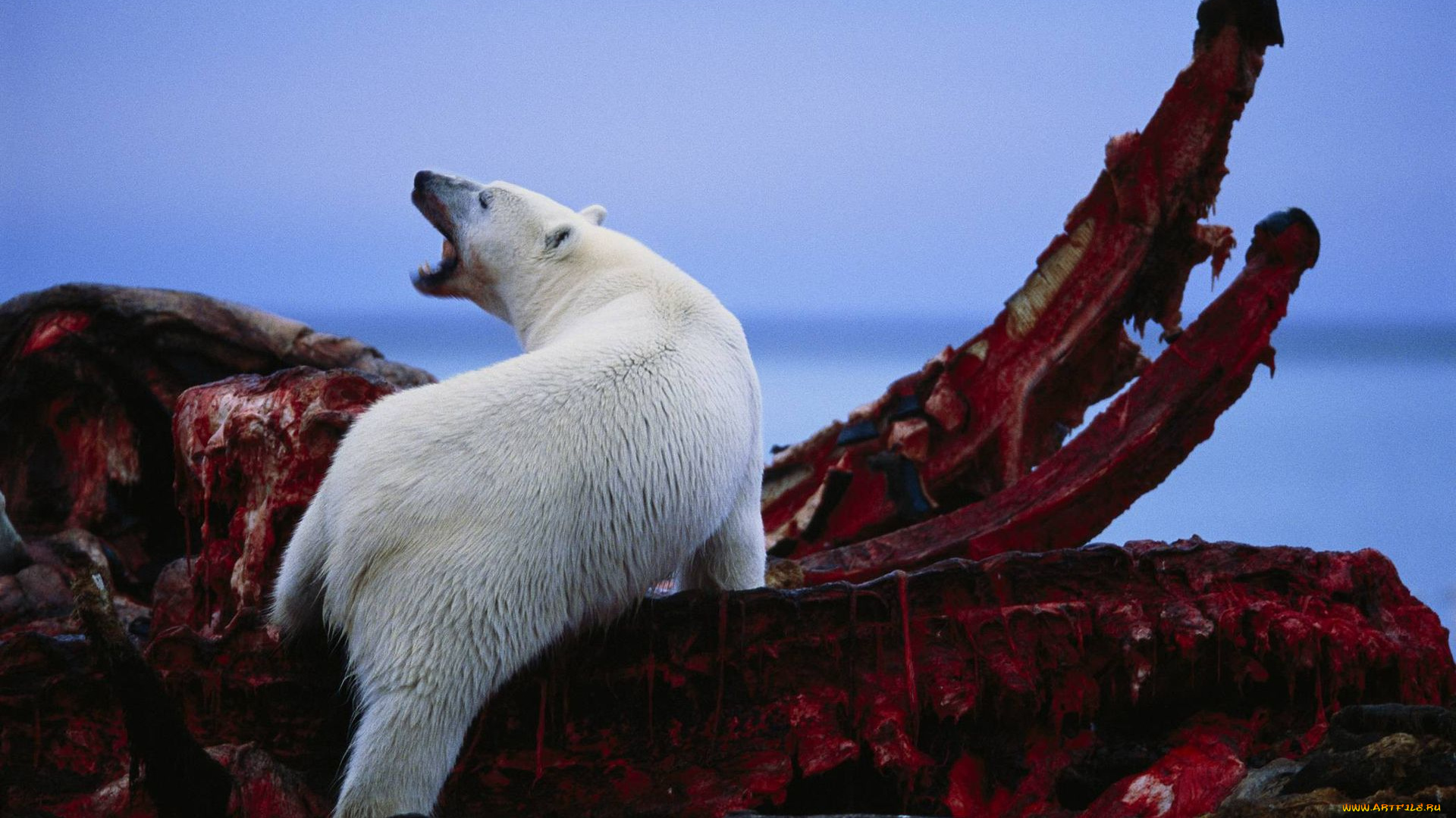 животные, медведи, белый, медведь, polar, bear, туша, кита