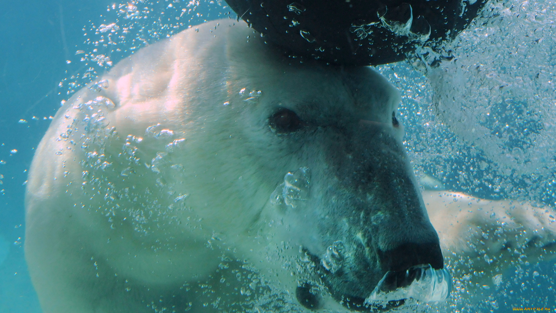 животные, медведи, polar, bear, медведь, под, водой, белый