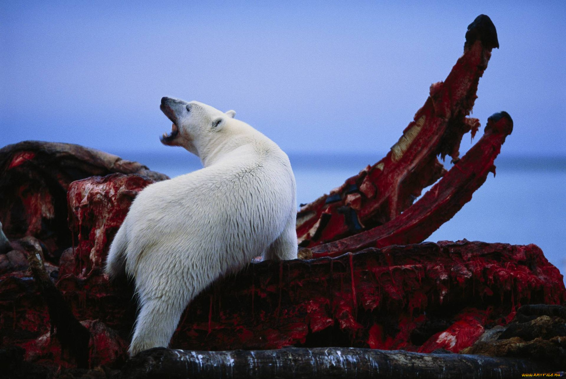 животные, медведи, белый, медведь, polar, bear, туша, кита