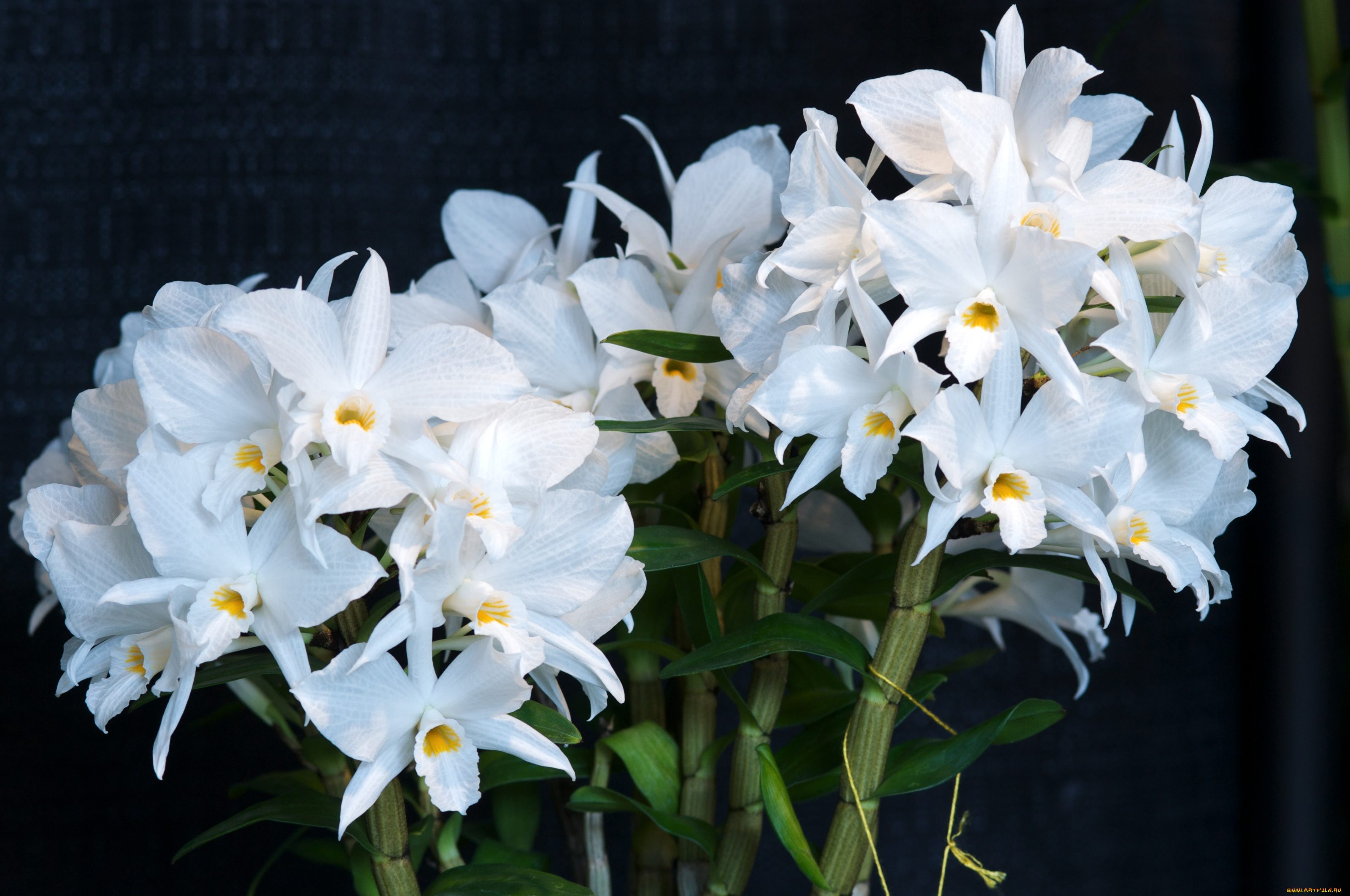цветы, орхидеи, белый