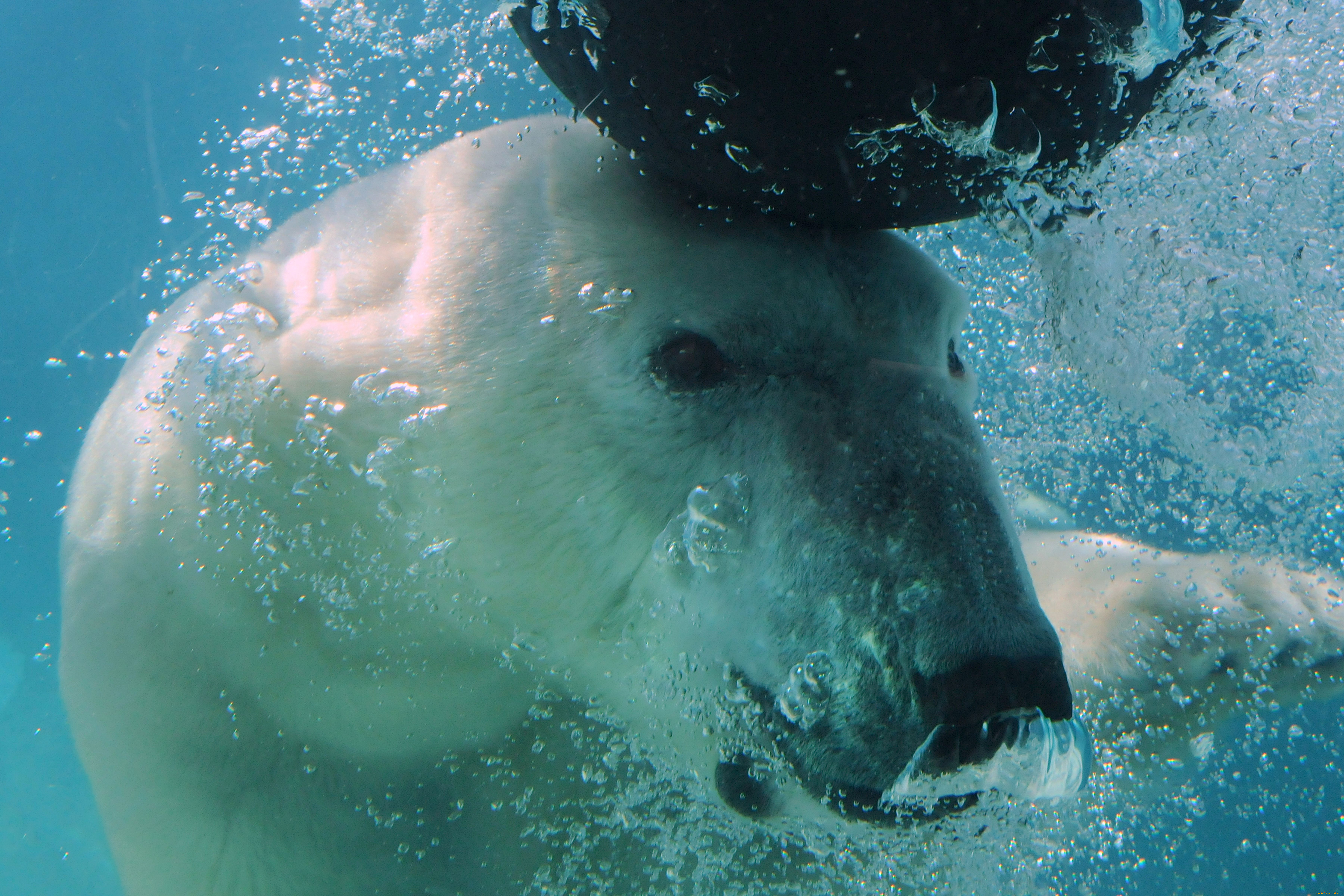 животные, медведи, polar, bear, медведь, под, водой, белый