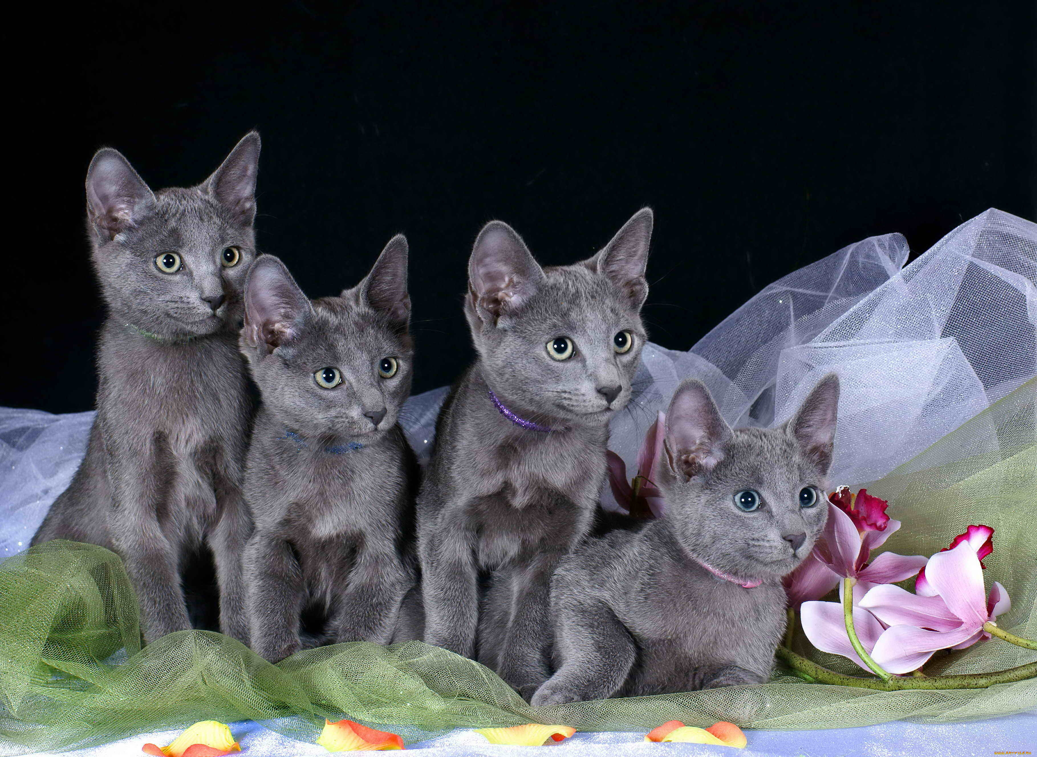 животные, коты, русская, голубая, котята, орхидеи