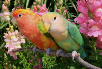 Картинка животные попугаи неразлучники парочка