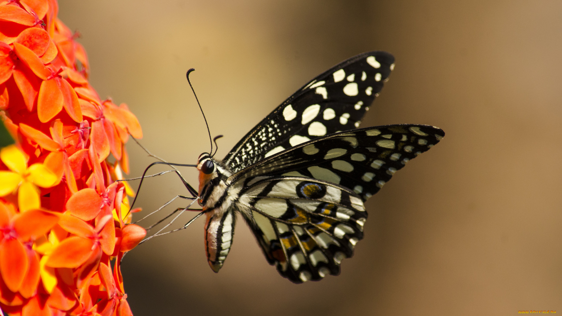 животные, бабочки, , мотыльки, , моли, бабочка, яркость, расцветка, butterfly, brightness, colors