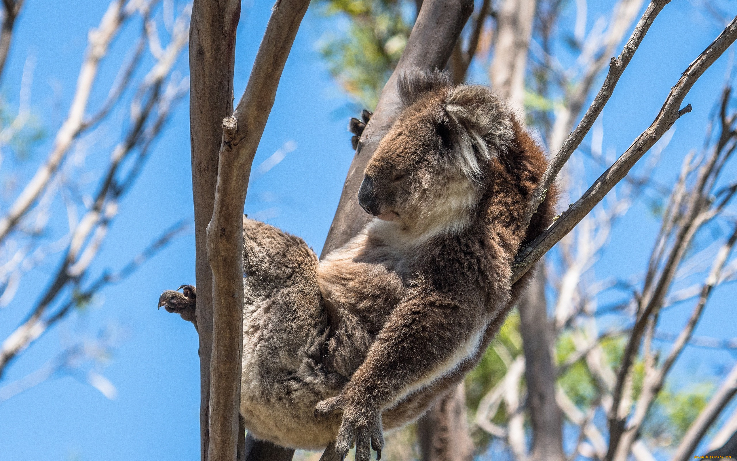 животные, коалы, спит, коала, боке, солнце, ветки, лежит, на, дереве