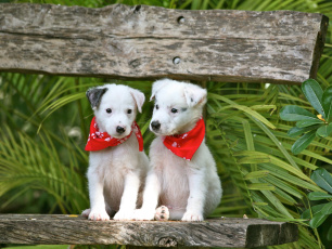 Картинка животные собаки скамья платки листья щенята пара зелень ветки