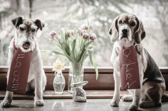 Картинка животные собаки цветы окно бигль ваза фигурка тюльпаны