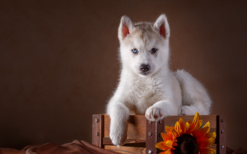 Картинка животные собаки подсолнух хаски ящик щенок