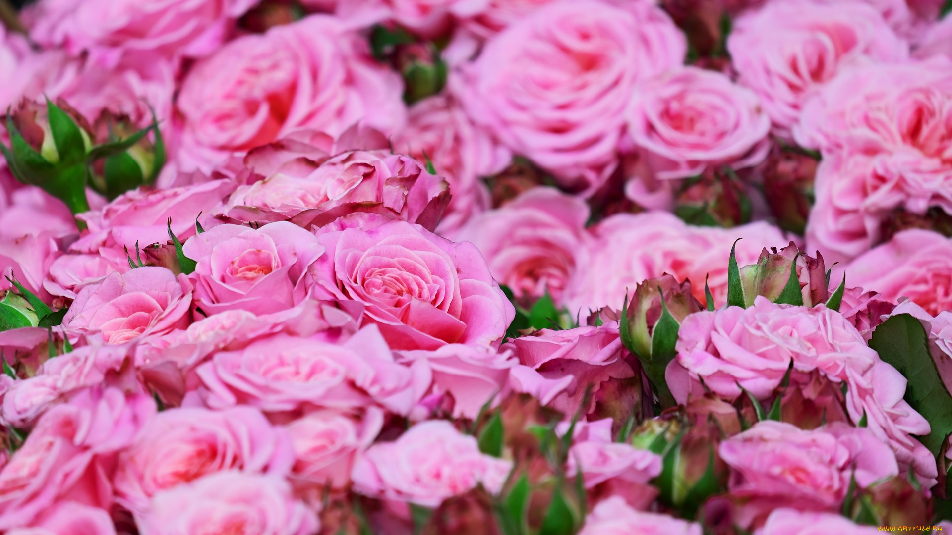 цветы, розы, лето, цветение, бутоны, розовый