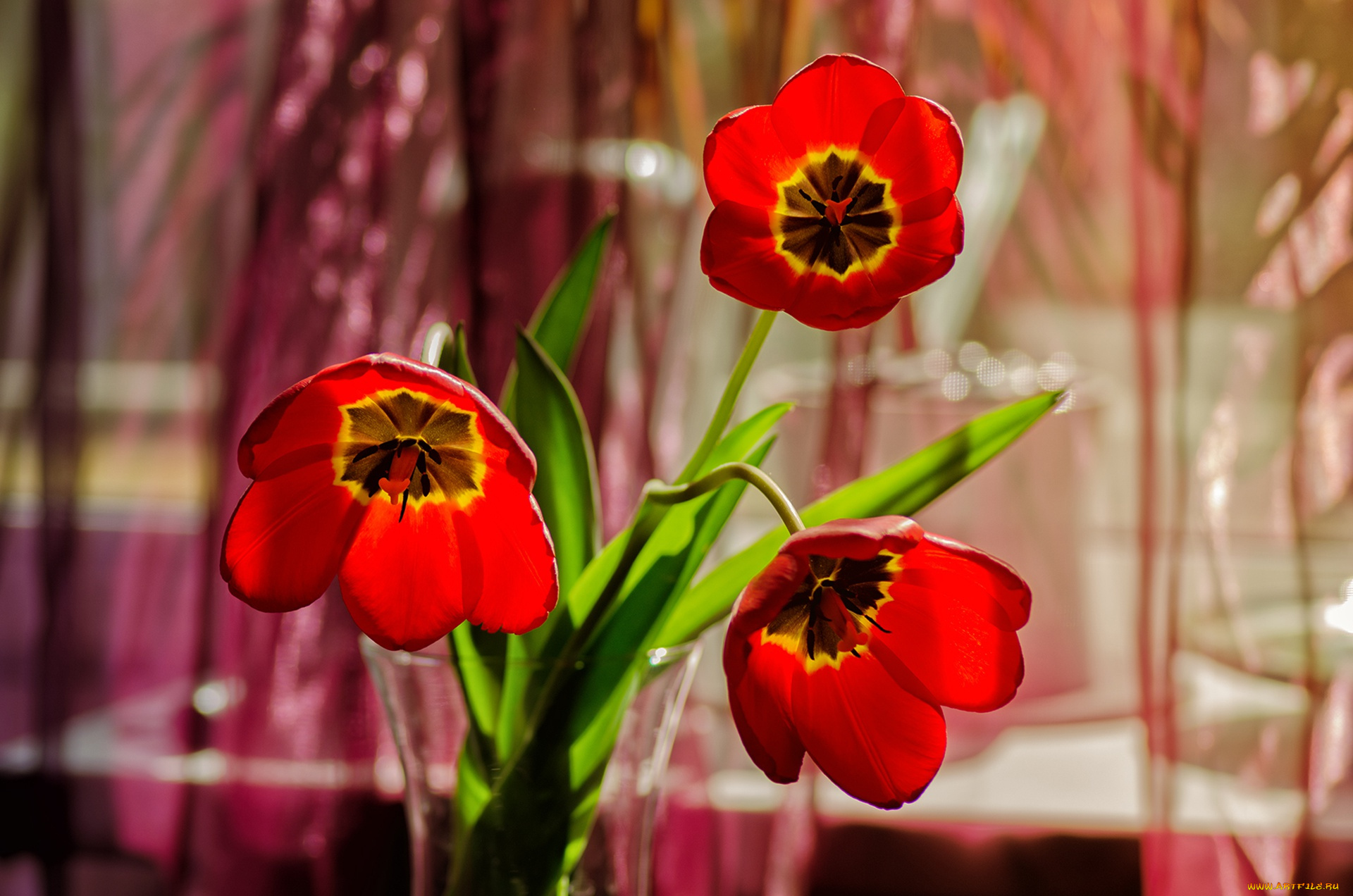 цветы, тюльпаны, ваза, боке, лепестки, красные, трио