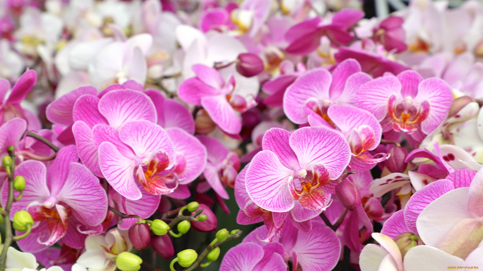цветы, орхидеи, flowering, orchids, цветение, flowers