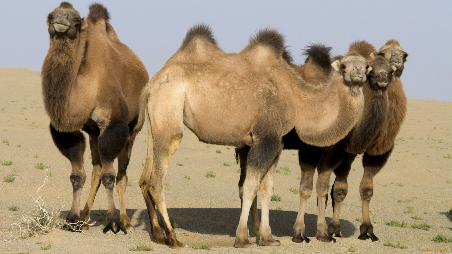 животные, верблюды, пустыня