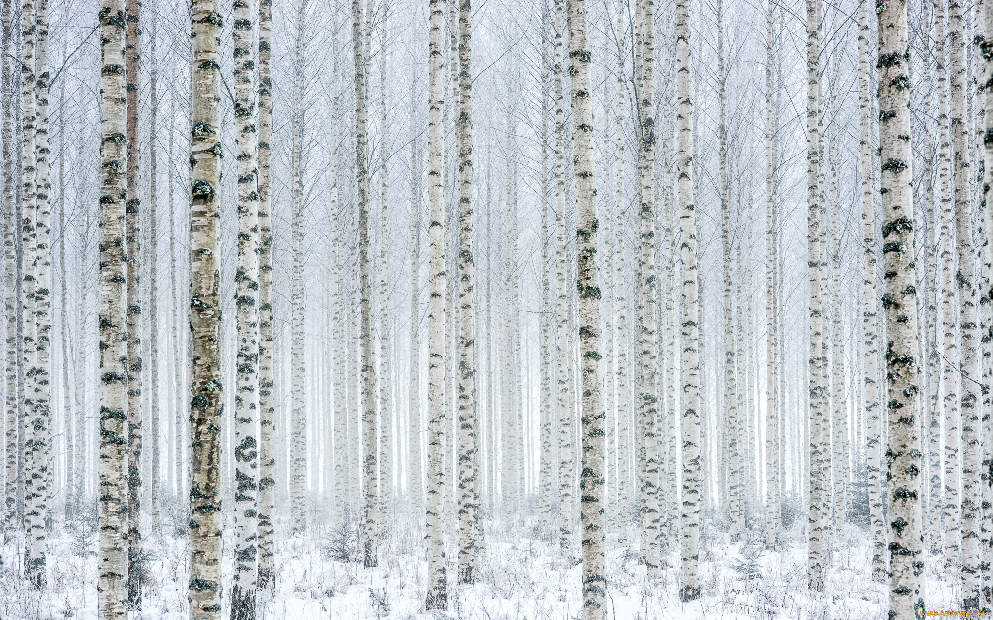 природа, лес, берёзы, снег, зима