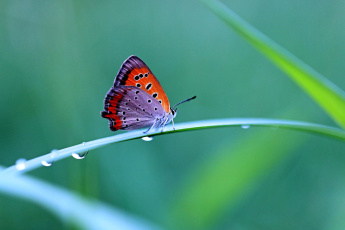 Картинка животные бабочки трава капли контраст