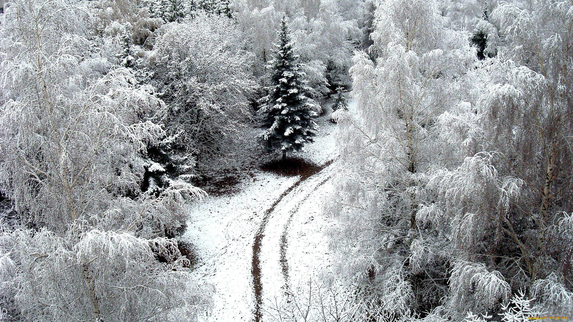 природа, зима, лес, деревья, снег