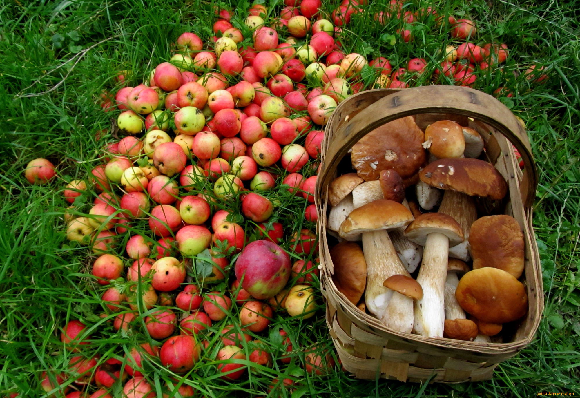 еда, разное, яблоки, грибы