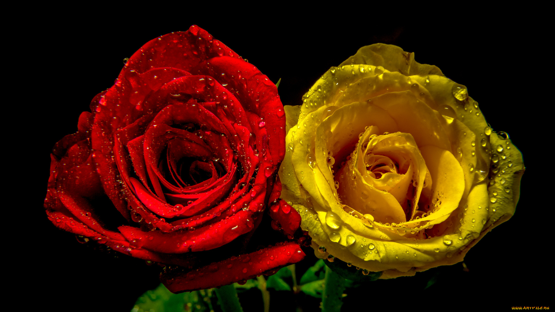цветы, розы, лепестки, желтая, красная, капли, бутоны