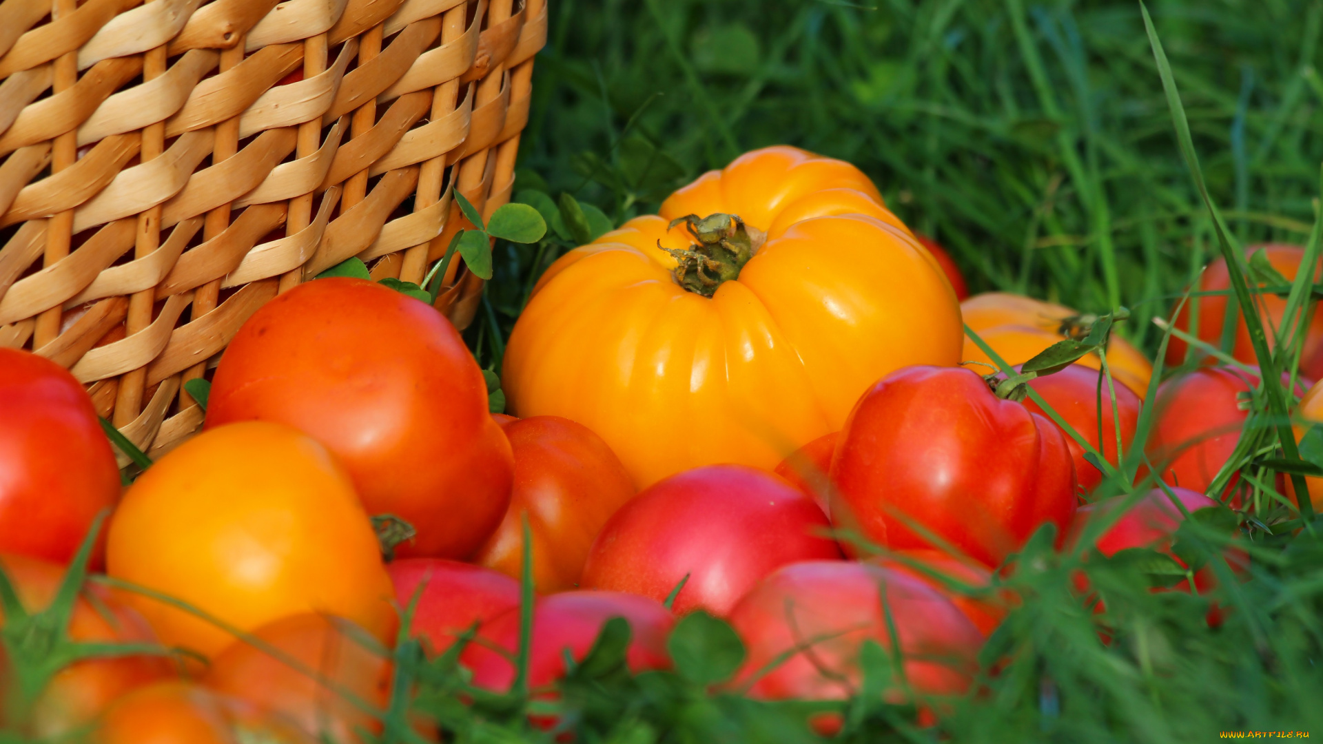 еда, помидоры, вкусно, урожай, томаты, осень, дача, витамины
