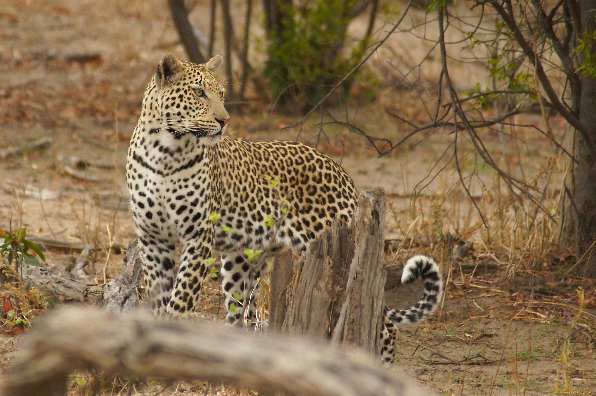leopard, животные, леопарды, хищник