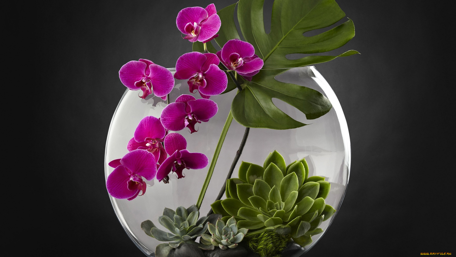 цветы, орхидеи, аквариум, орхидея, растения