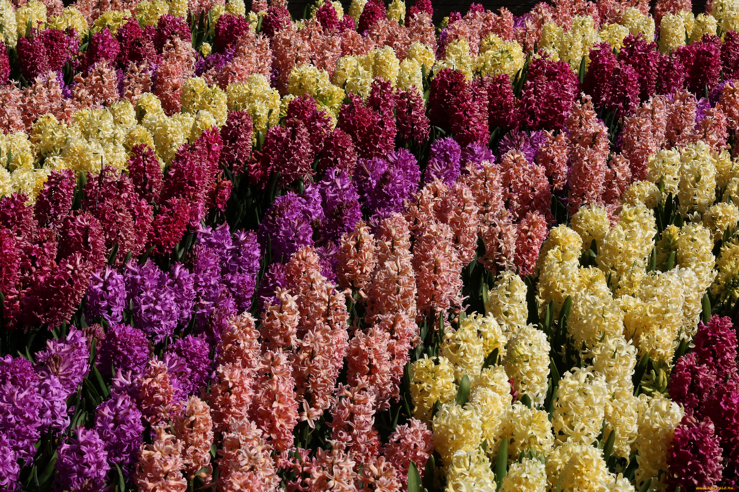 цветы, гиацинты, клумба, разноцветные, много