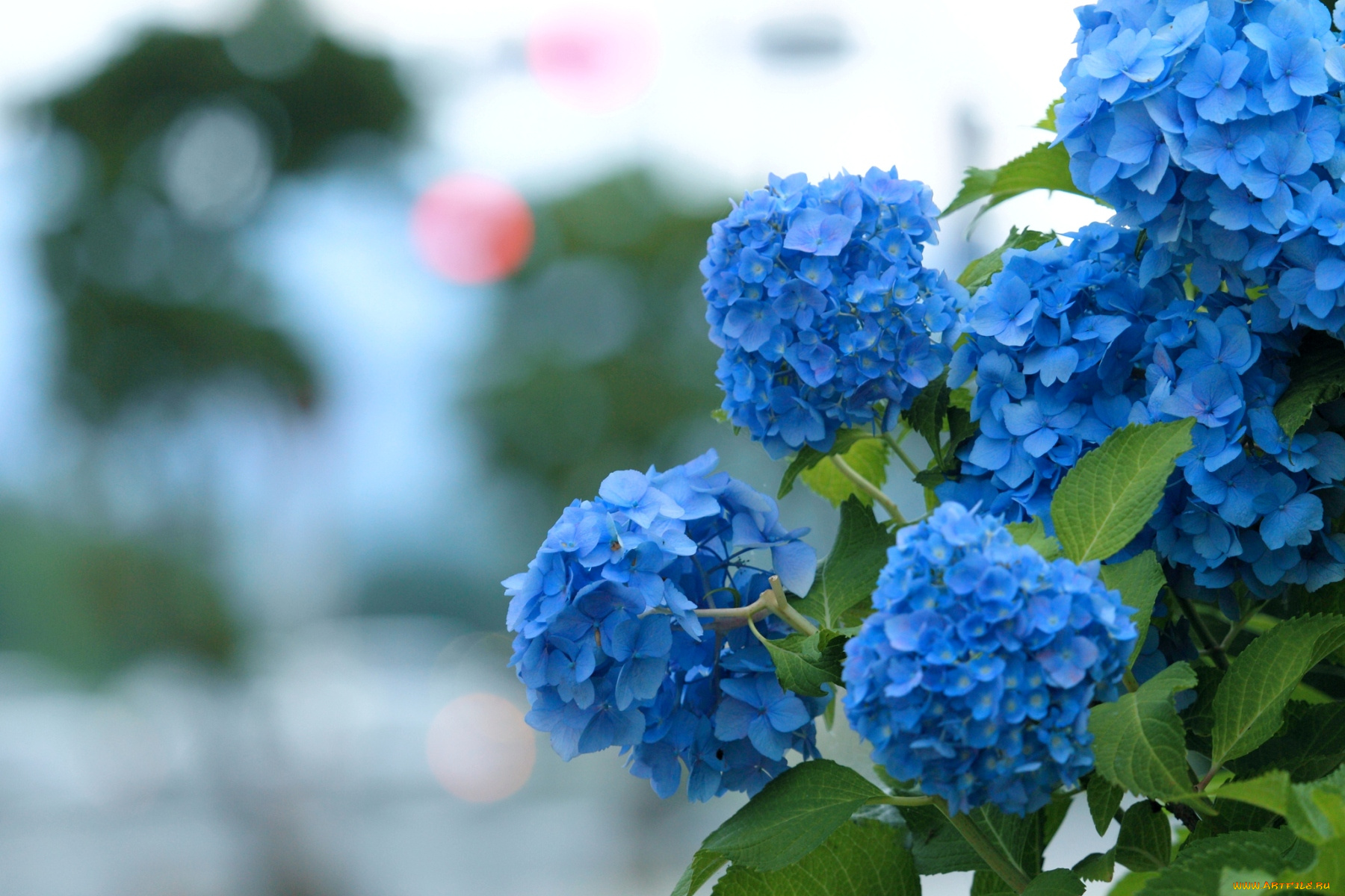 цветы, гортензия, куст, голубой