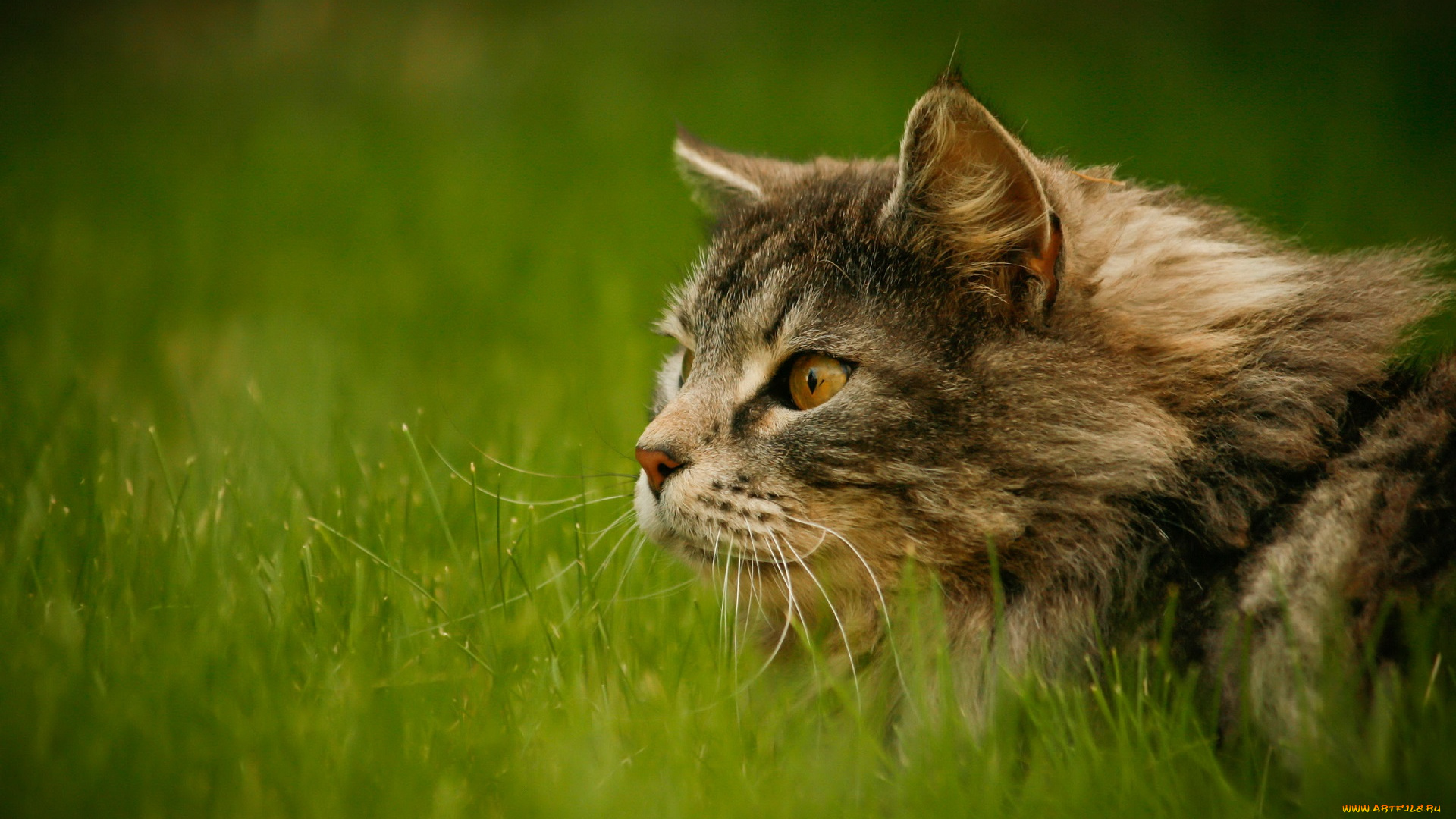 животные, коты, кот, зелень, трава, взгляд, внимание, пушистый, серый