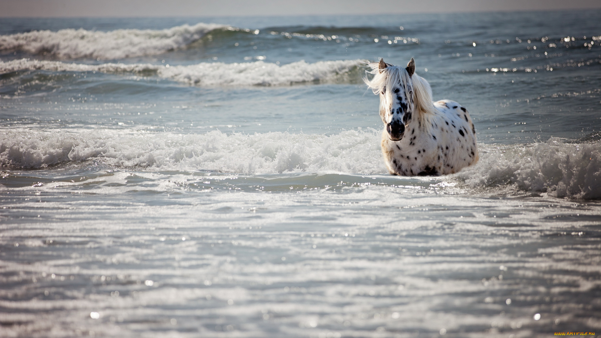 животные, лошади, море, купание, волны, лошадь