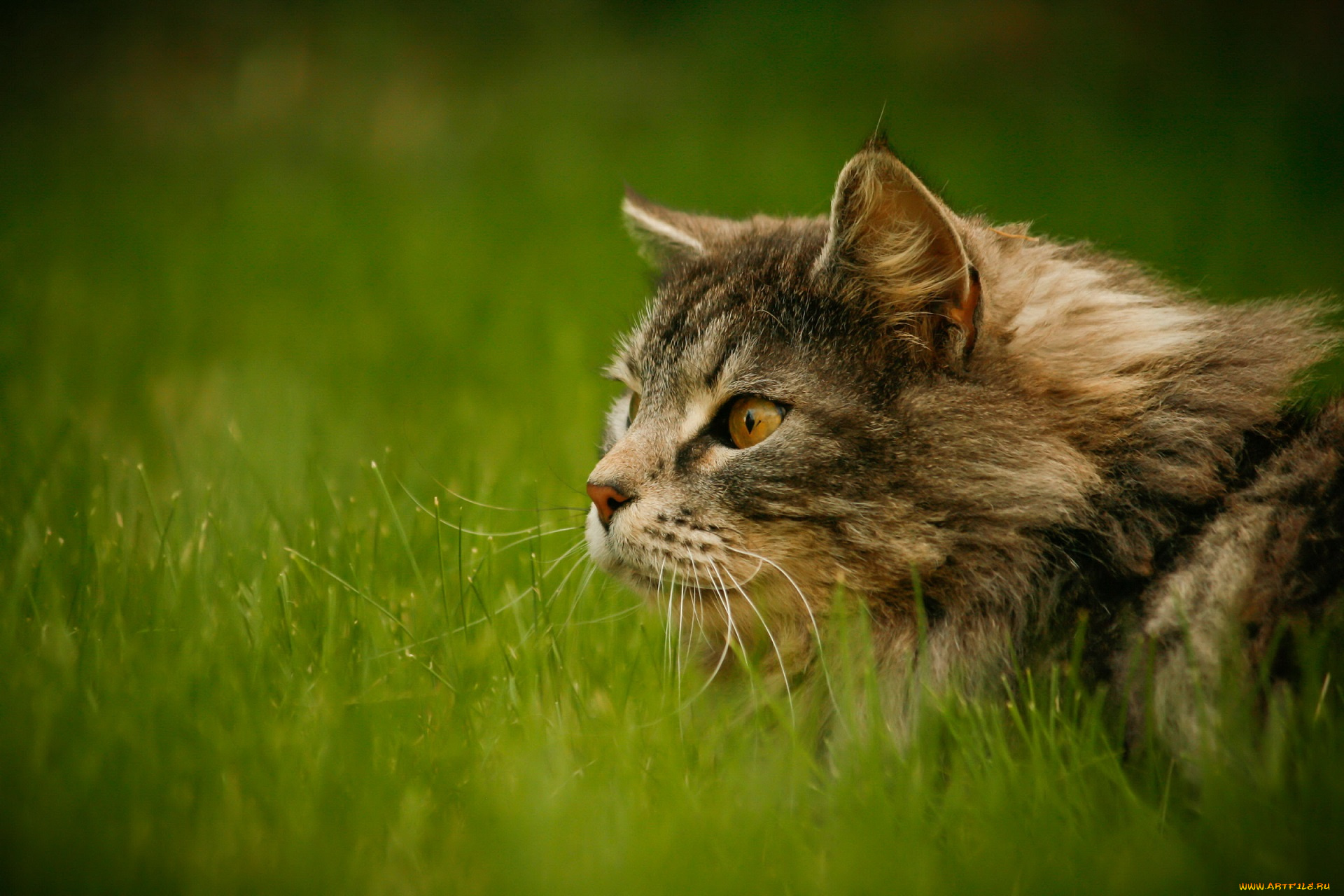 животные, коты, кот, зелень, трава, взгляд, внимание, пушистый, серый