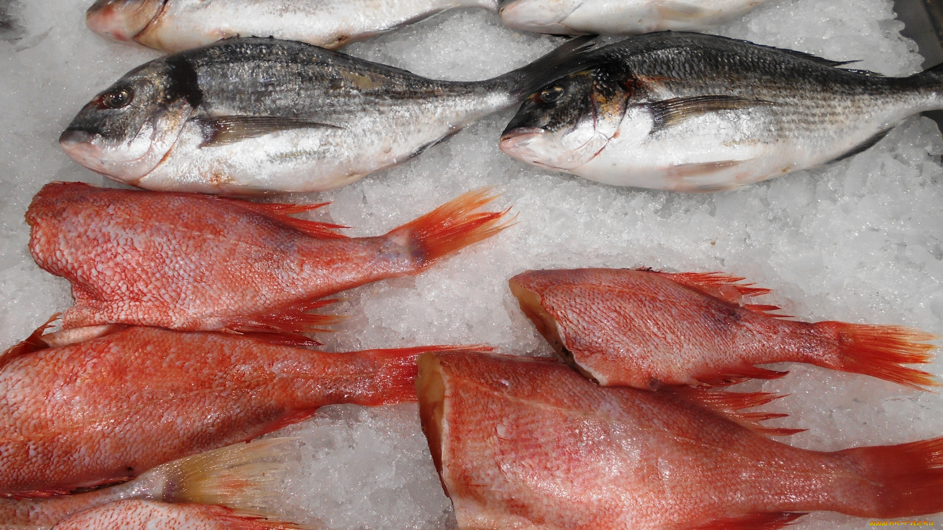 еда, рыбные, блюда, , с, морепродуктами, рыба