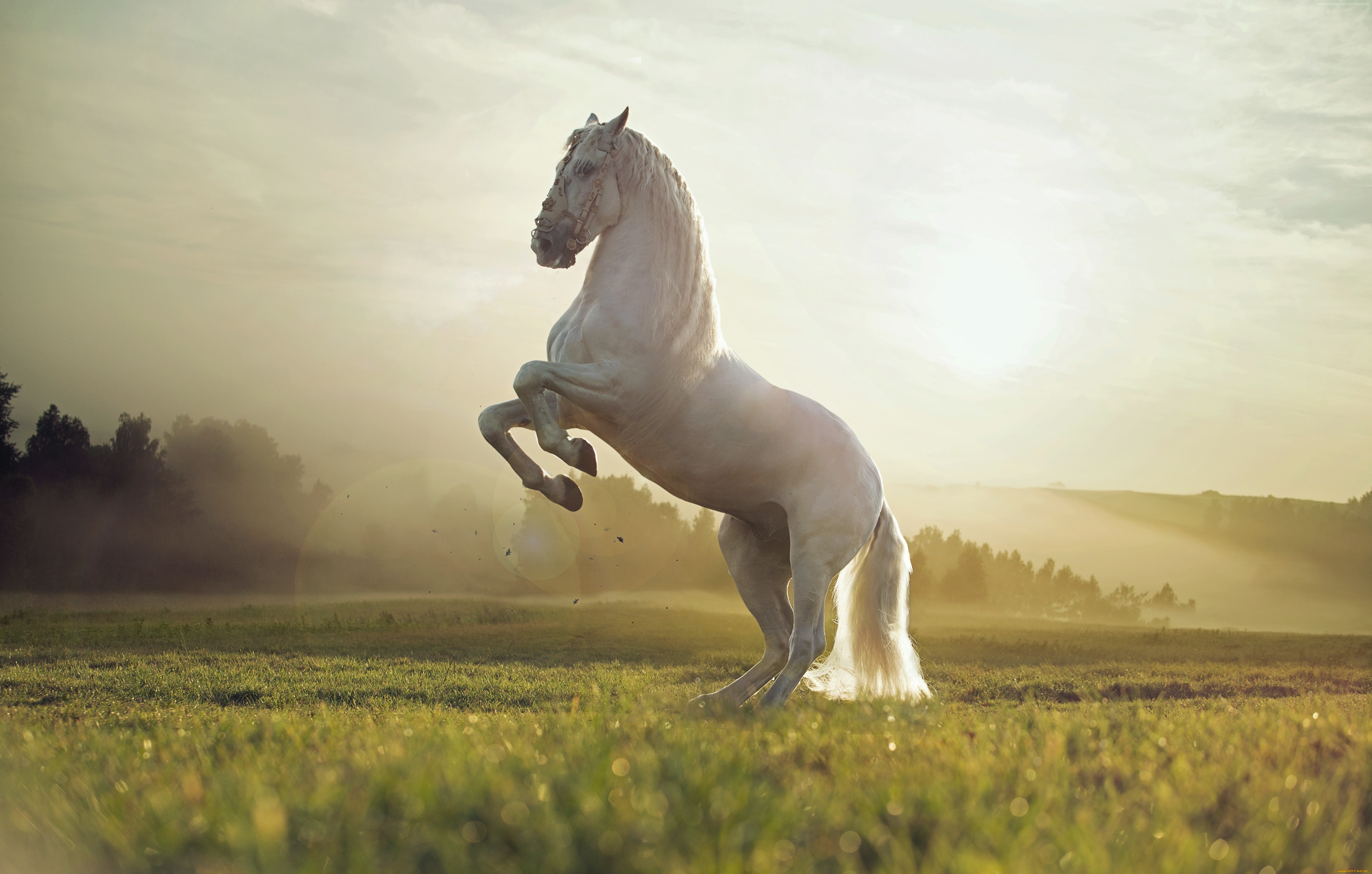 животные, лошади, лошадь, прекрасное, создание, красивое, сильное, грациозное, великолепное