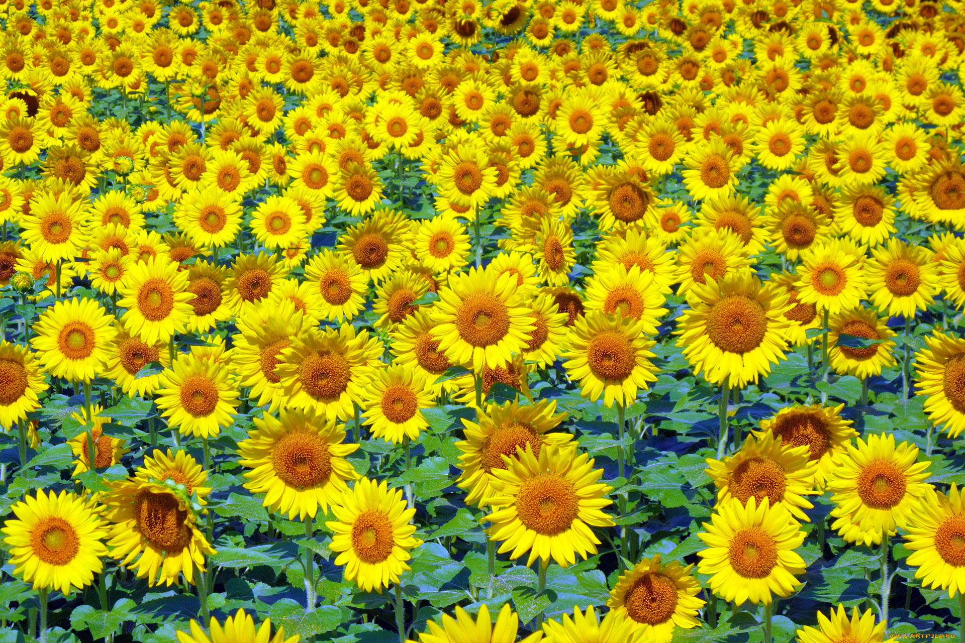 цветы, подсолнухи, поле, жёлтый, лето
