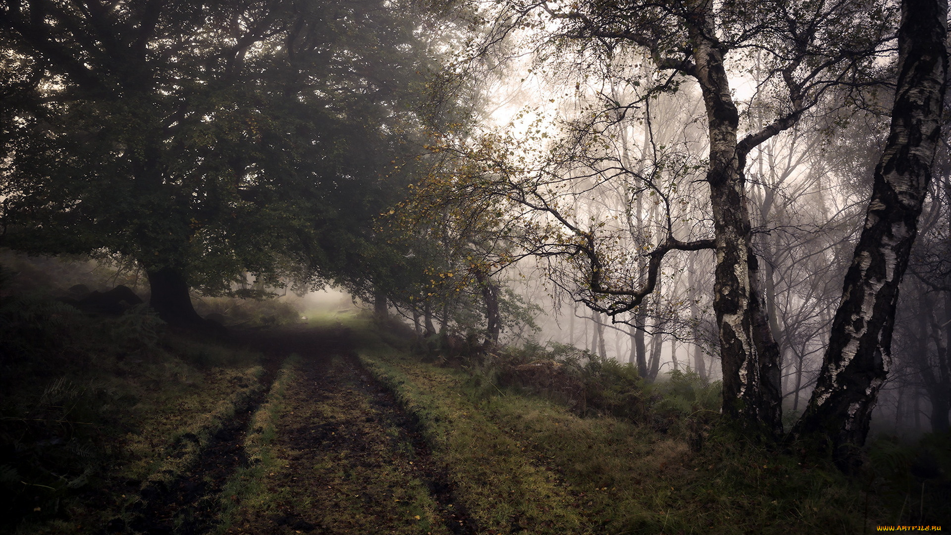 природа, дороги, туман, осень, дорога, лес
