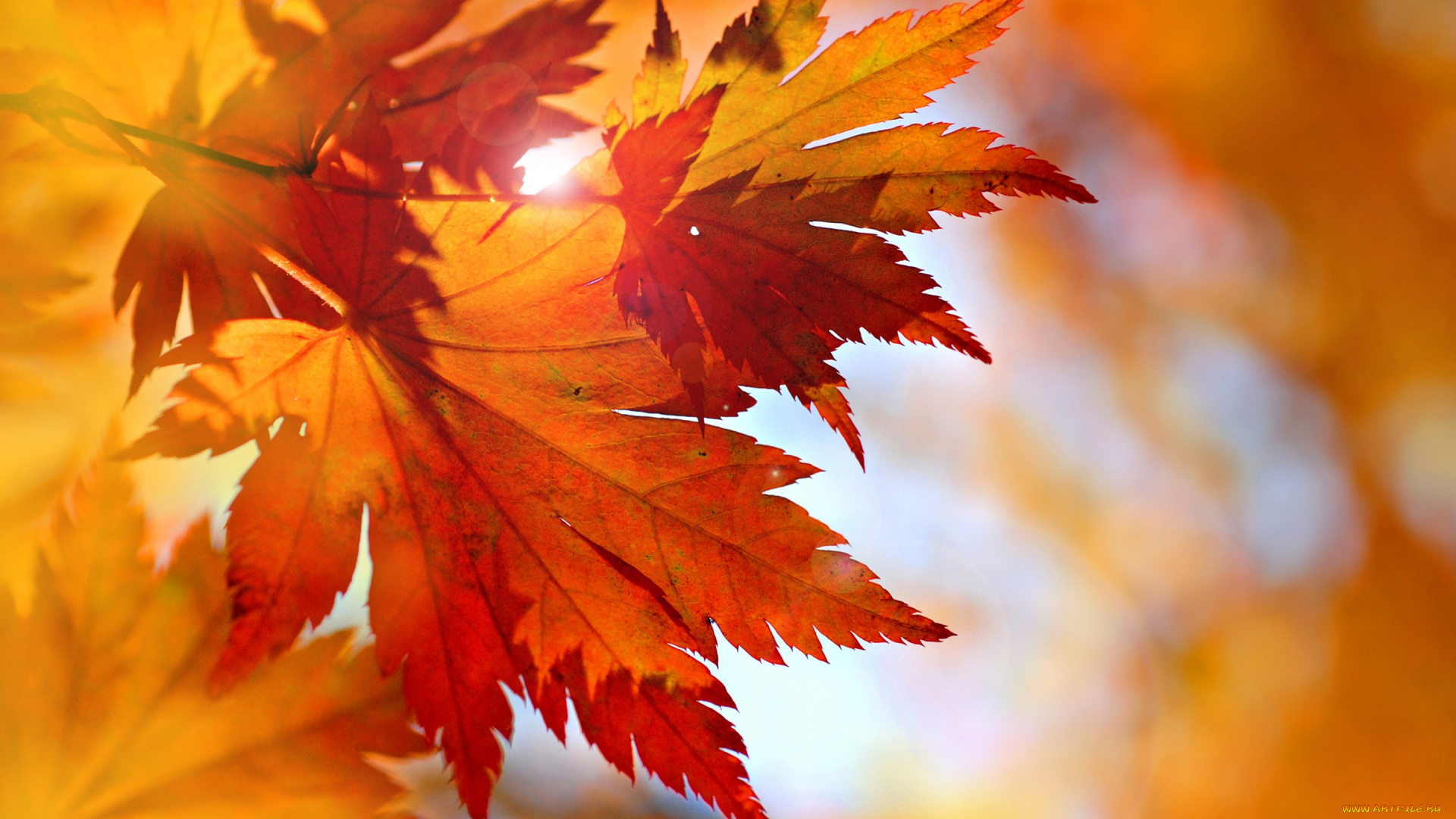 природа, листья, maple, fall, leaves, autumn, осень