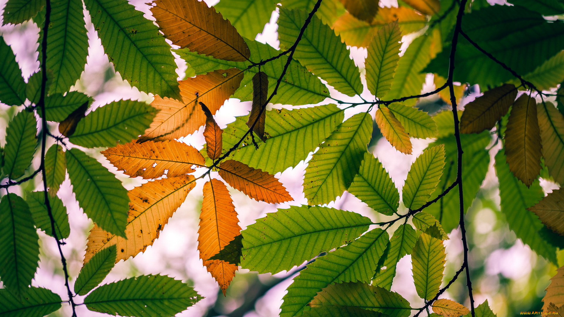 природа, листья, осень
