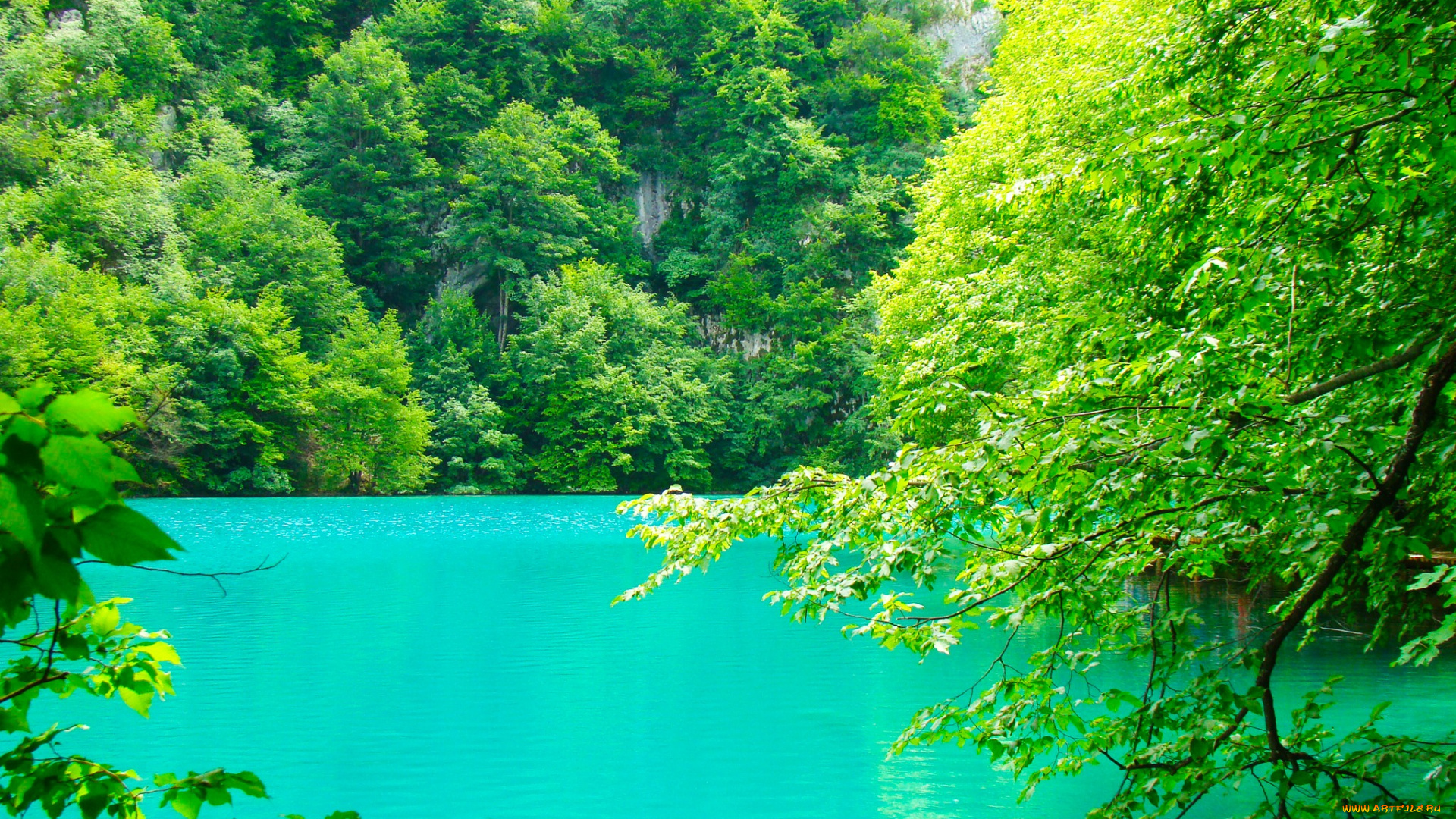 природа, реки, озера, плитвицкие, озёра, хорватия, озеро, водоём, вода, сине-зеленая, зелень, деревья, ветки, листья, скалы, лето