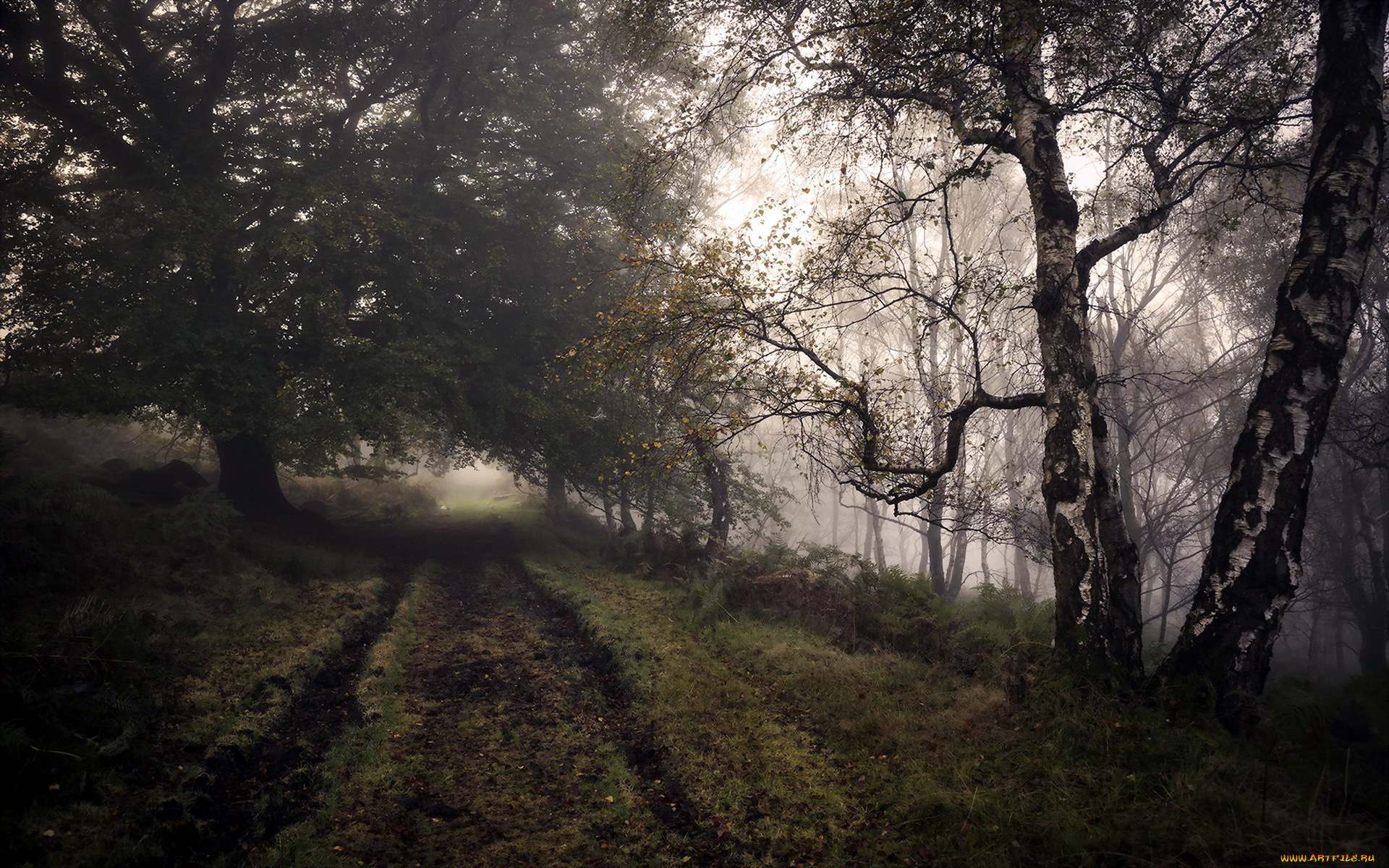 природа, дороги, туман, осень, дорога, лес